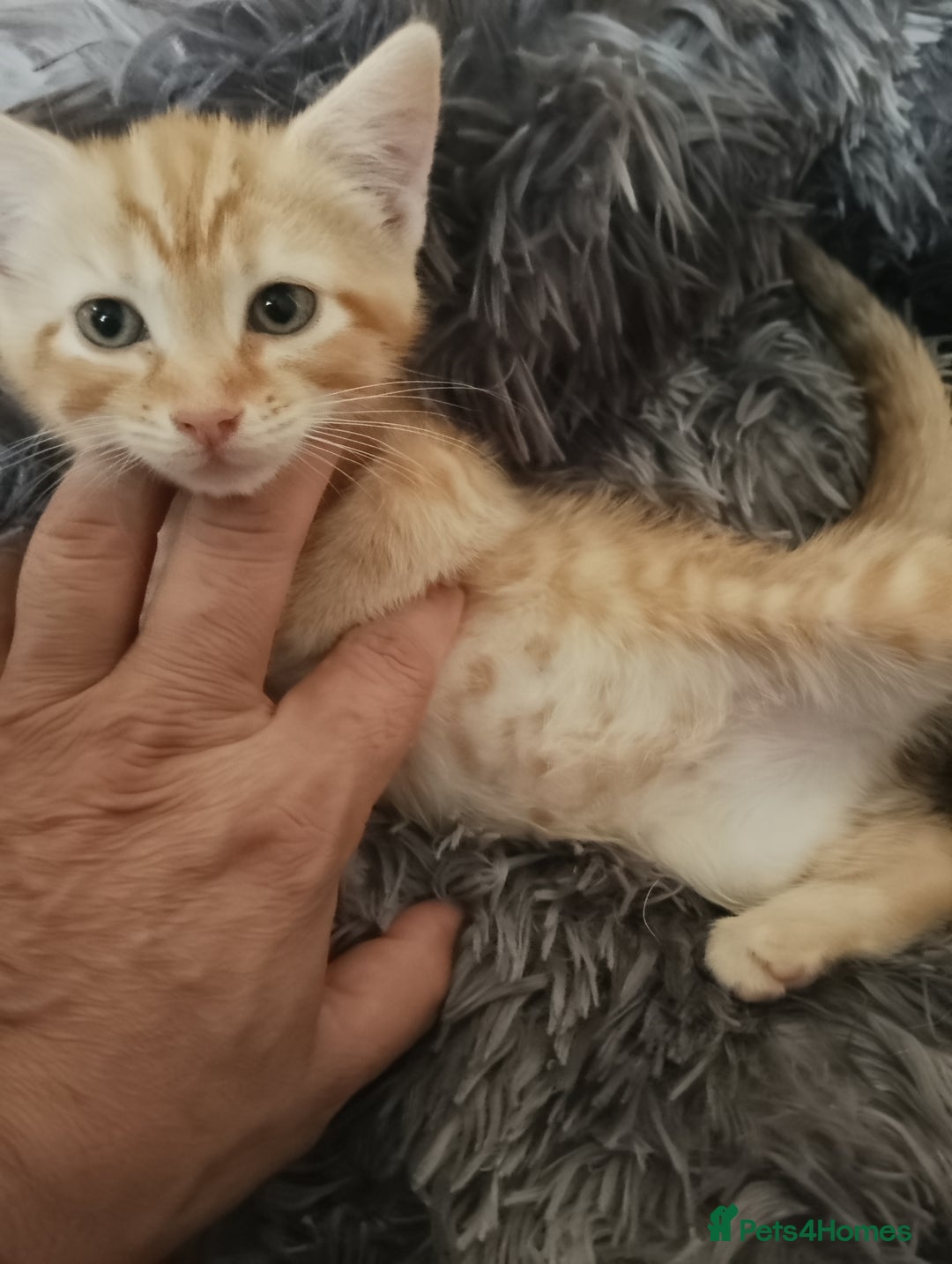 Mixed Breed cats for sale: So Cute and Beautiful Kittens  - Image 4