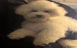 Poochon dogs for sale: Needing to rehome our adorable Poochon - Image 1