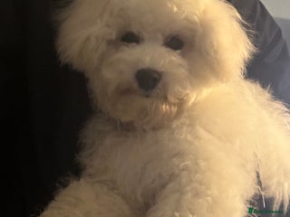 Poochon dogs for sale - Advert 1