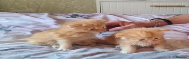 Maine Coon Kitten 1