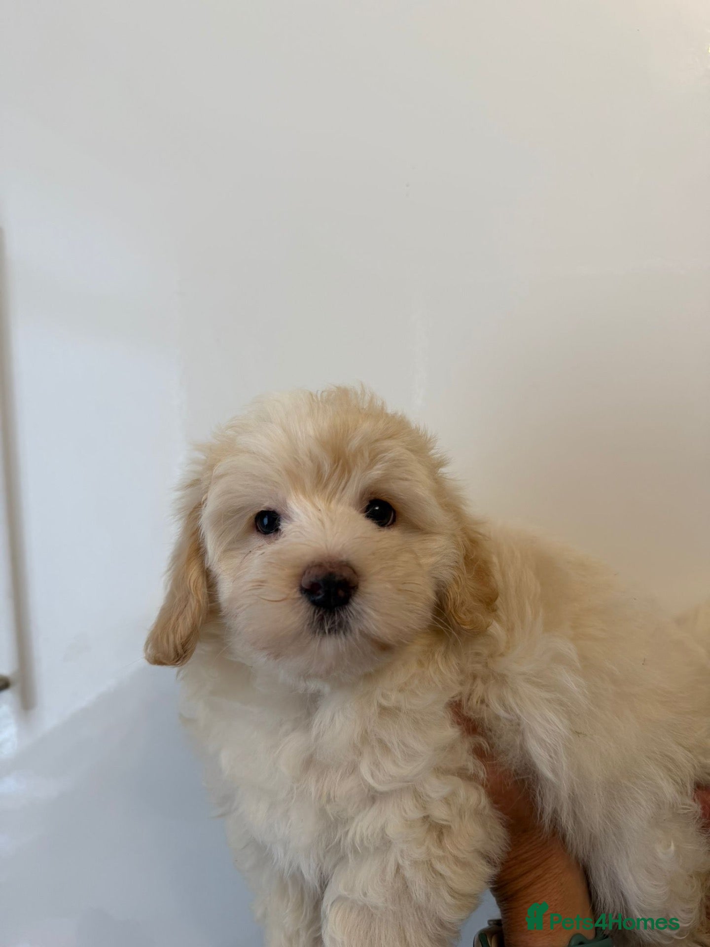 Maltipoo dogs 🤩 1 stunning f1 male Maltipoo 🤩 - Advert 18