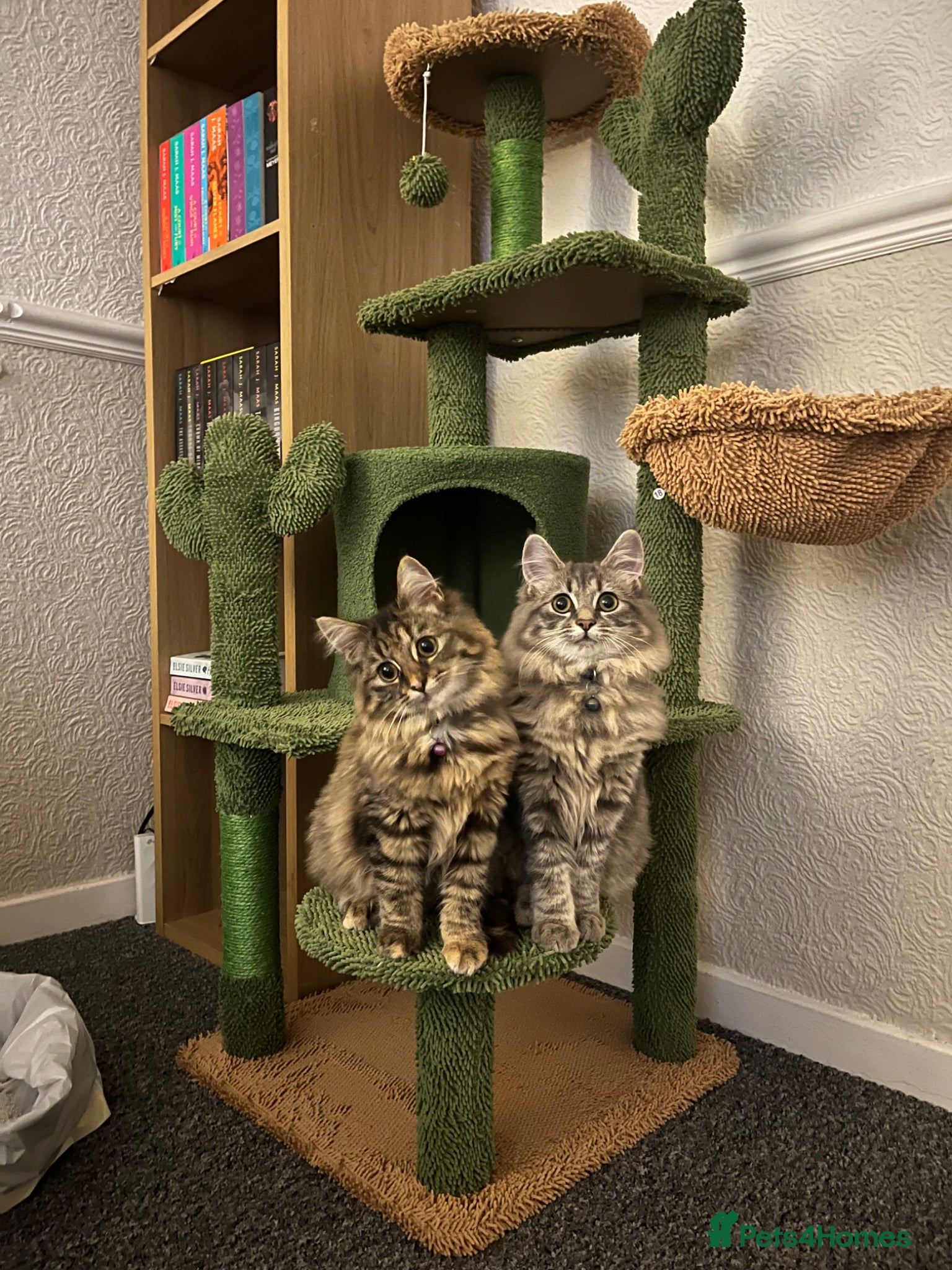 Ragdoll cats Brother and Sister Ragdoll X - Advert 2