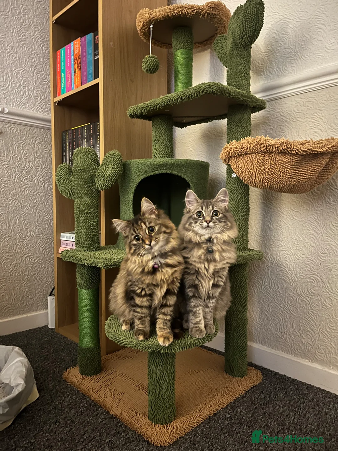 Ragdoll cats for sale: Brother and Sister Ragdoll X in Brigg - Advert 1