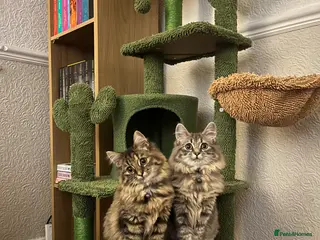 Ragdoll cats Brother and Sister Ragdoll X - Advert 13