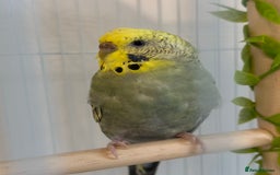 Budgerigars birds for sale: Budgie for sale-transport cage and food included - Image 3