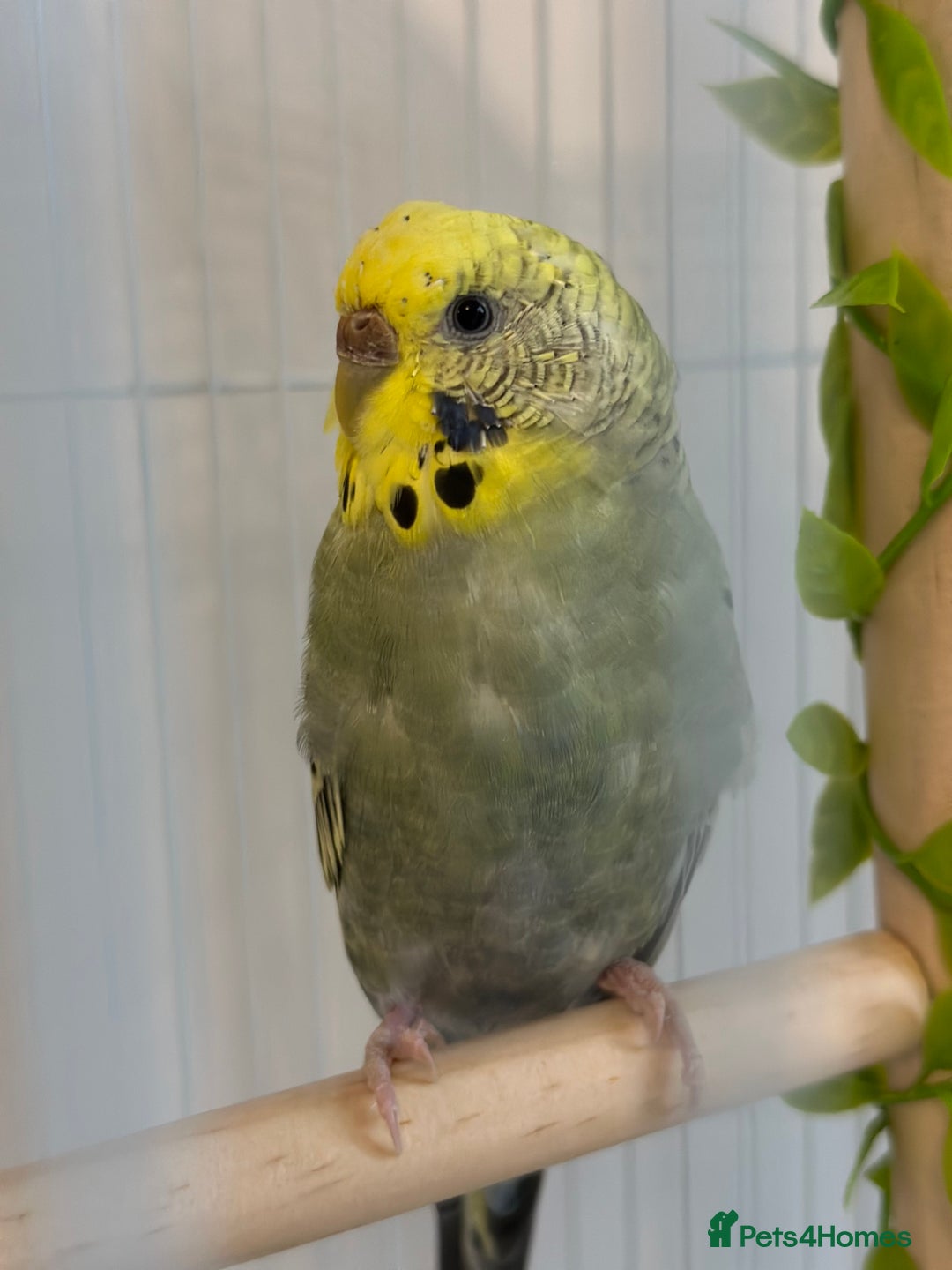 Budgerigars birds for sale: Budgie for sale-transport cage and food included - Image 3