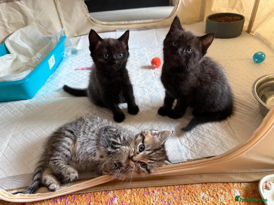Mixed Breed cats for sale: Beautiful Ragdoll mix - Advert 1