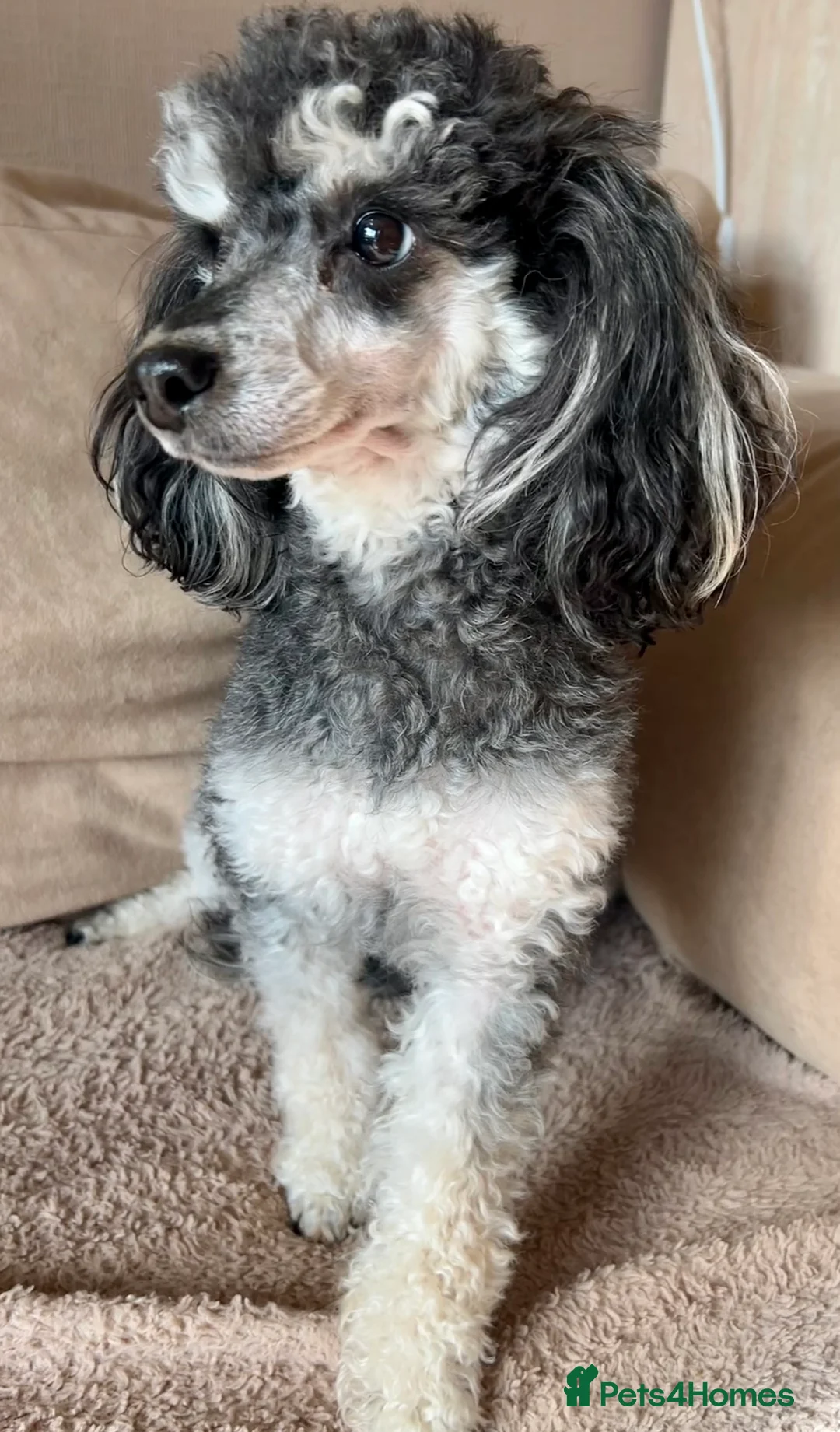 Toy Poodle dogs for stud: Phantom Toy Poodle Tri colour KC (STUD ONLY) in Coalville - Advert 12