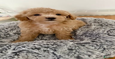 Maltipoo dogs Adorable F1B Maltipoos Ready for new 🏡 - Advert 13