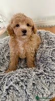 Maltipoo dogs Adorable F1B Maltipoos Ready for new 🏡 - Advert 13