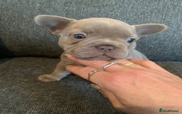 French Bulldog dogs for sale: 4 French bull dogs puppies  - Image 19