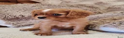 Cavalier King Charles Spaniel dogs for sale: KC Reg Boys Available from Doppler Tested Parents  in Southampton - Advert 7
