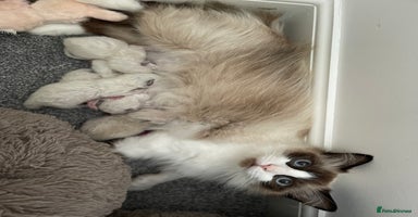 Ragdoll cats - Advert 4