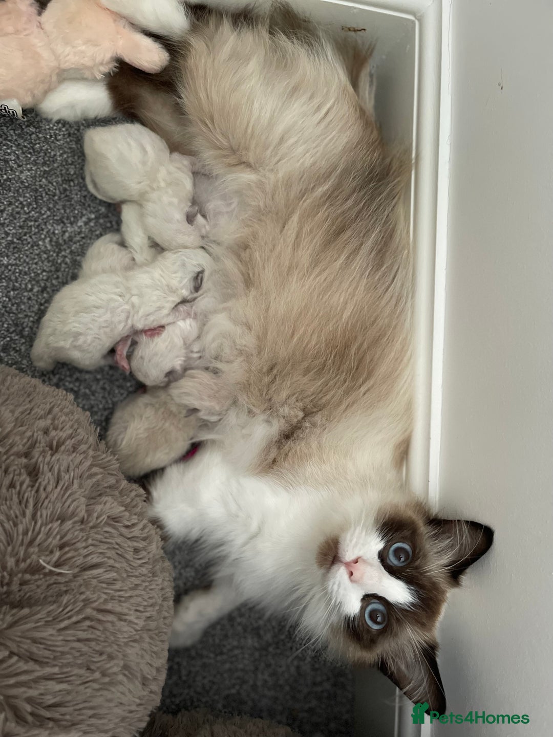Ragdoll cats for sale: Gorgeous Ragdoll Kittens - Image 3