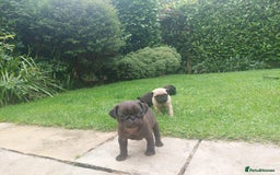 Pug dogs for sale: Pure pugs  - Image 11