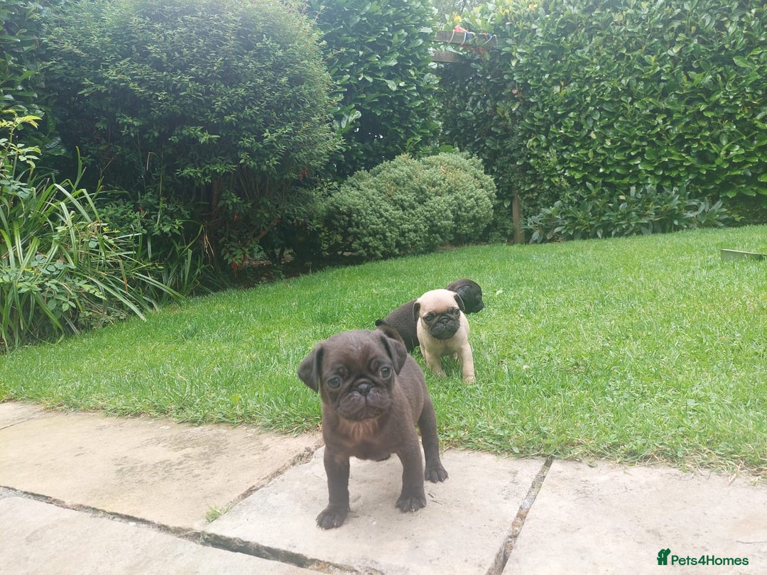Pug dogs for sale: Pure pugs  - Image 11