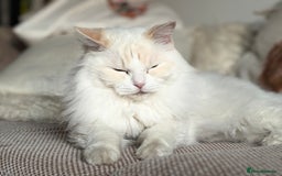 Ragdoll cats for sale: Apollo - Image 3