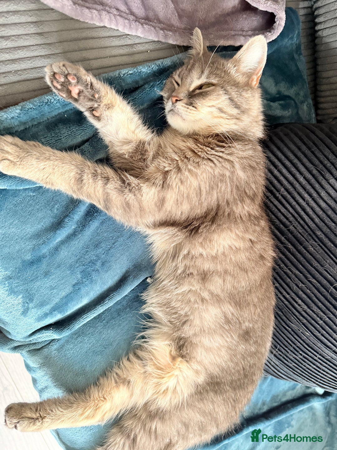 Mixed Breed cats for sale: Russian blue x tabby girl  - Image 6