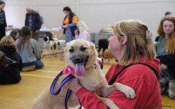 Mixed Breed dogs for adoption: Luanna - Norwich Norfolk  - Image 2