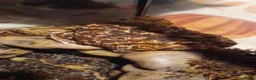 Frog reptiles for sale: Pacman frogs and reptiles for sale - Advert 3