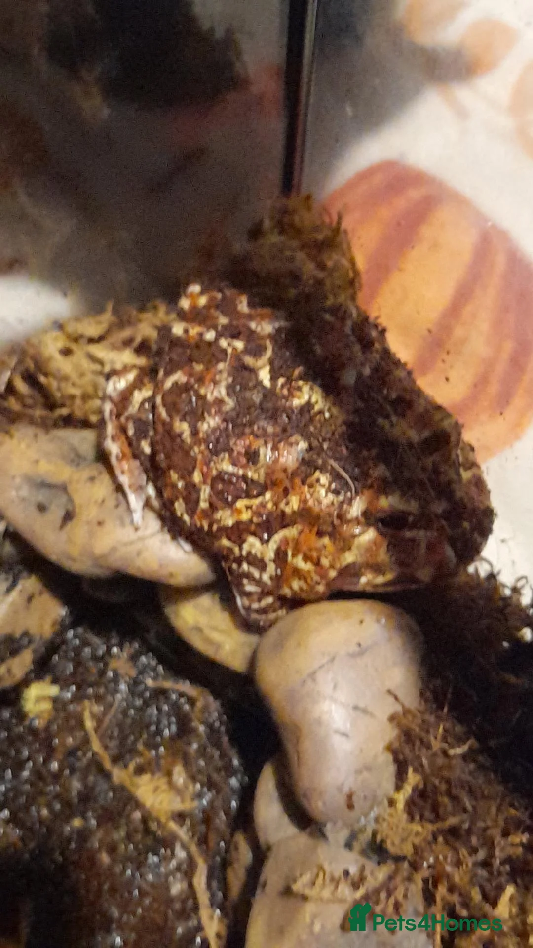 Frog reptiles for sale: Pacman frogs and reptiles for sale - Advert 3
