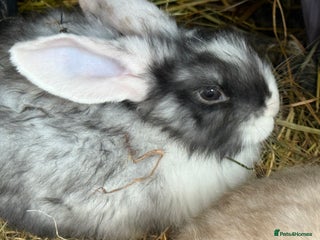 Mini Lop rabbits Pure Bred Mini Lop Babies - Ready Now - Advert 9
