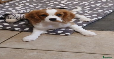 Cavalier King Charles Spaniel dogs - Advert 2