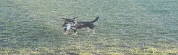 Jack Russell dogs for sale: 2 wired haired Jack Russels - Advert 7
