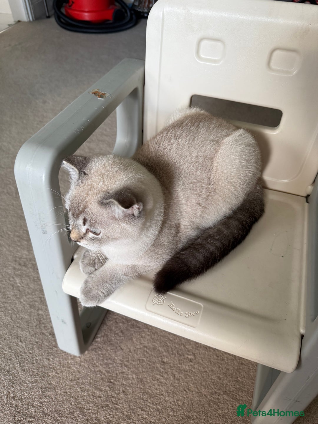 Scottish Fold cats for sale: British Shorthair and Scottish Fold - Image 26