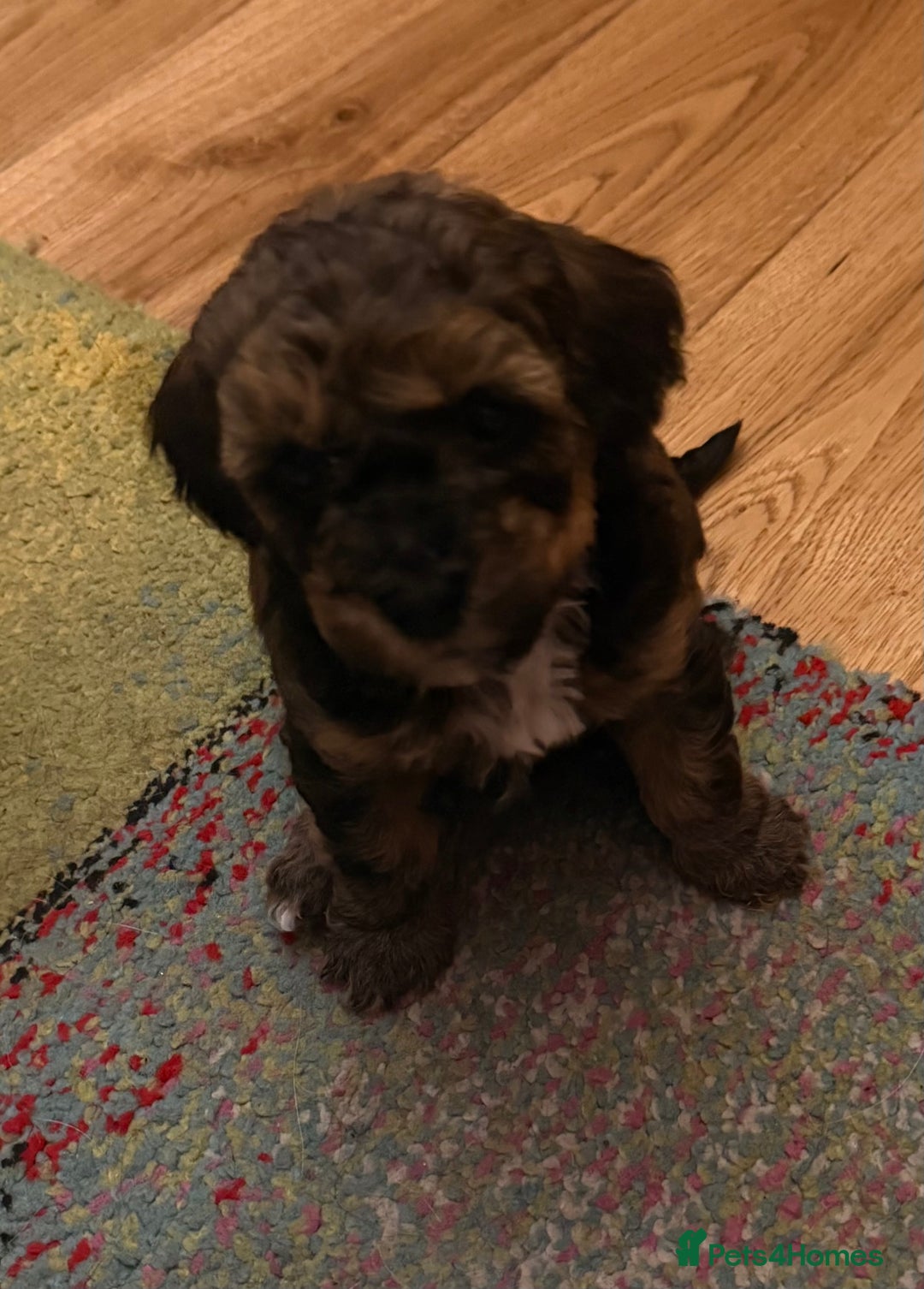 Shihpoo dogs for sale: Shihpoo - Advert 2