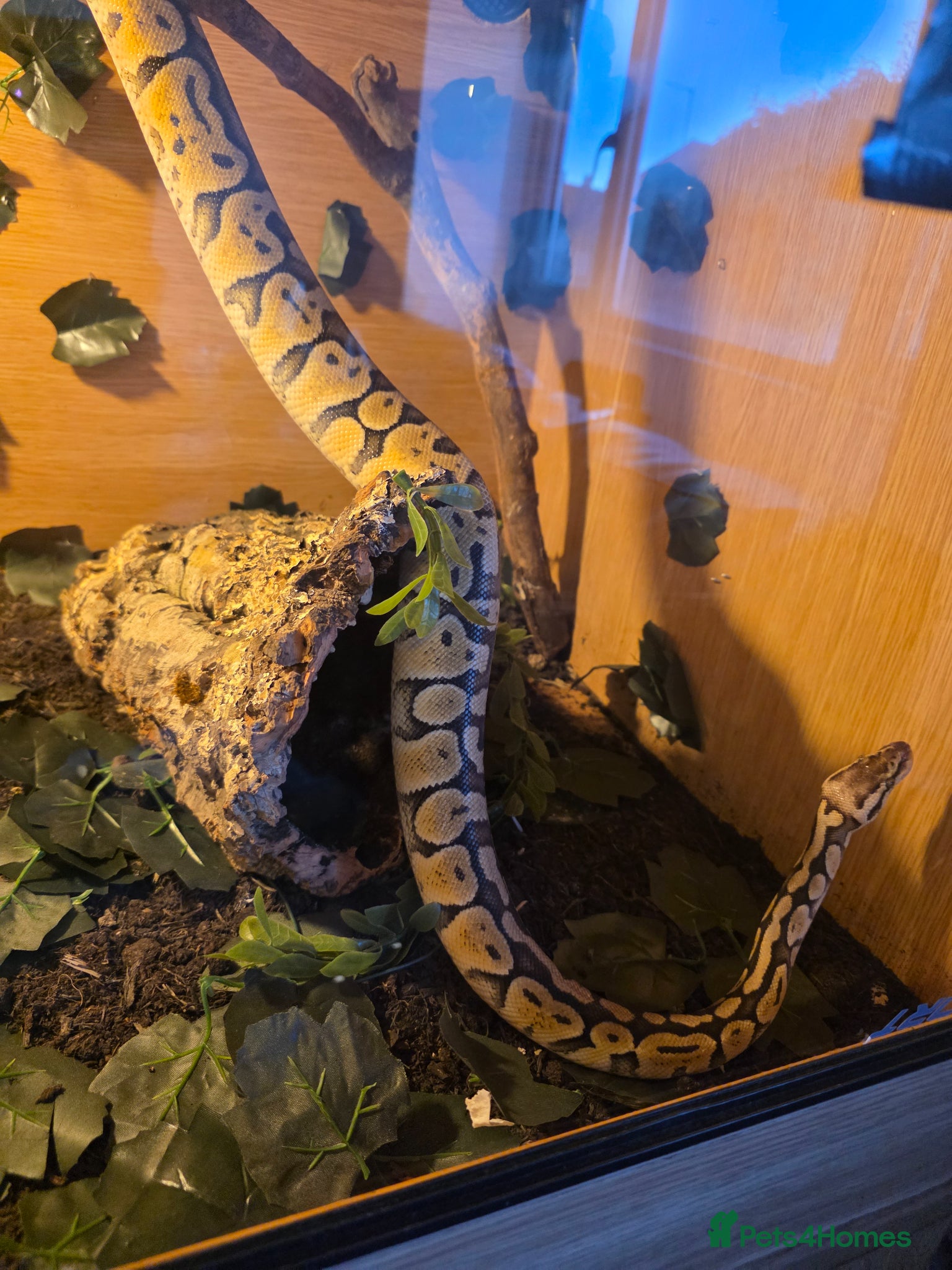 Python Snake reptiles Ball Python + XL Vivarium - Advert 1