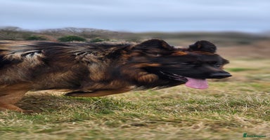 German Shepherd dogs in Stoke-on-Trent - Advert 6