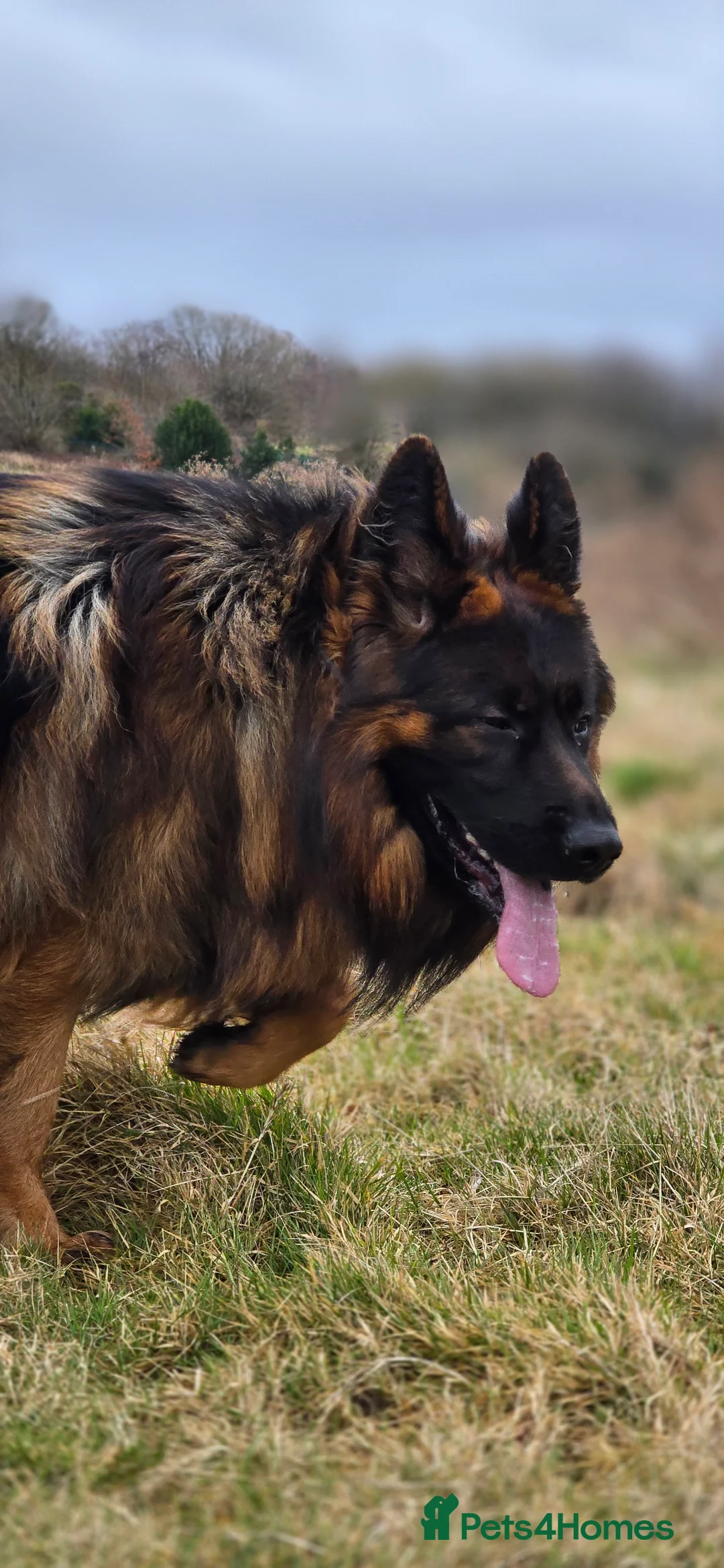 German Shepherd dogs for stud: STUD Mustang german shepherd KC  in Stoke-on-Trent - Advert 11