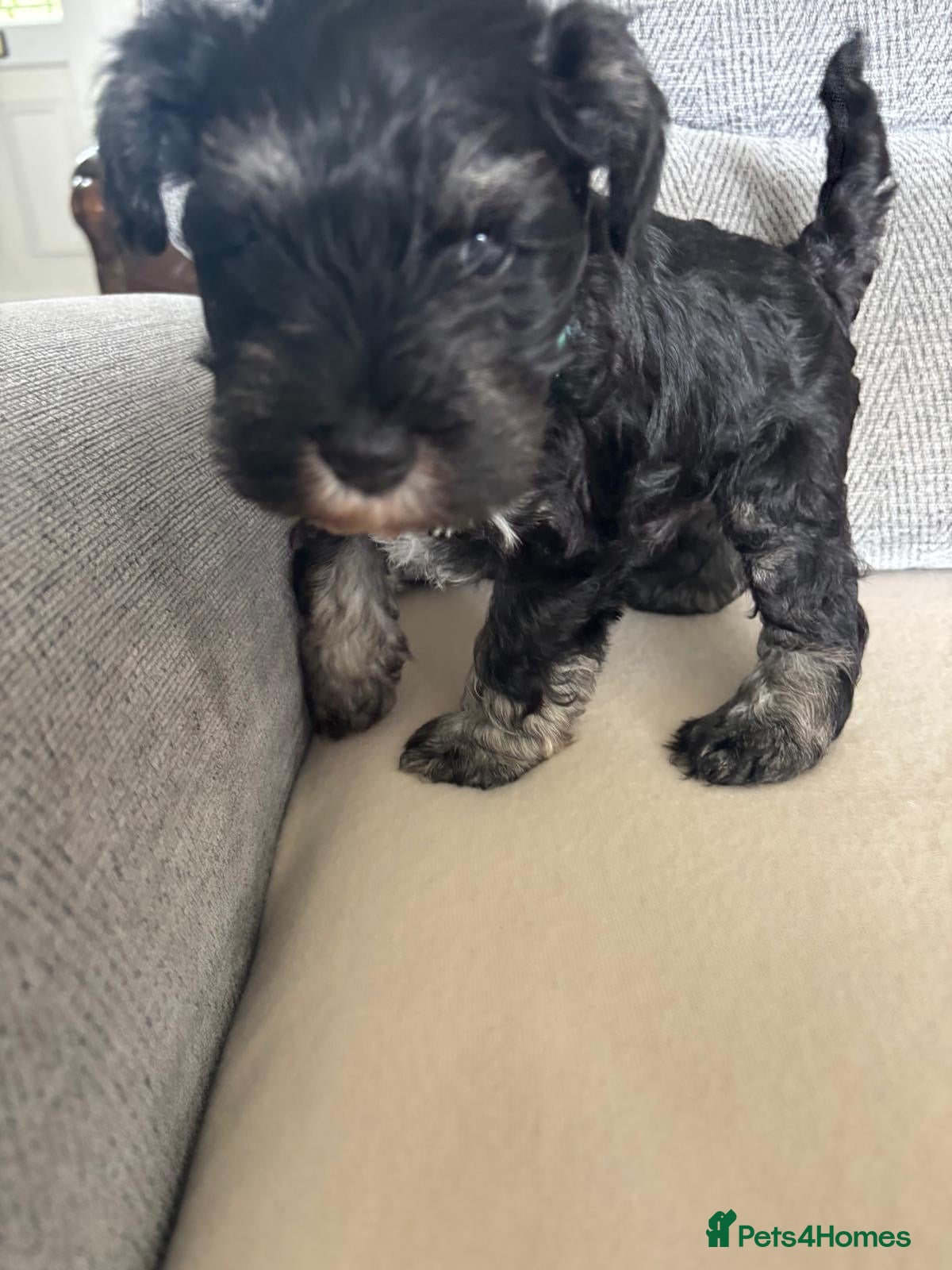 Miniature Schnauzer dogs for sale: Beautiful Miniature Schnauzers  - Advert 10