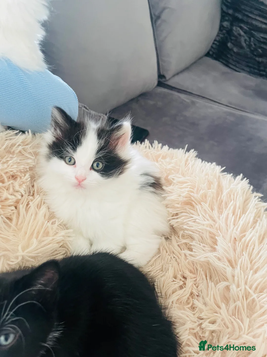 Mixed Breed cats for sale: Kitten for sale x x  - Advert 2