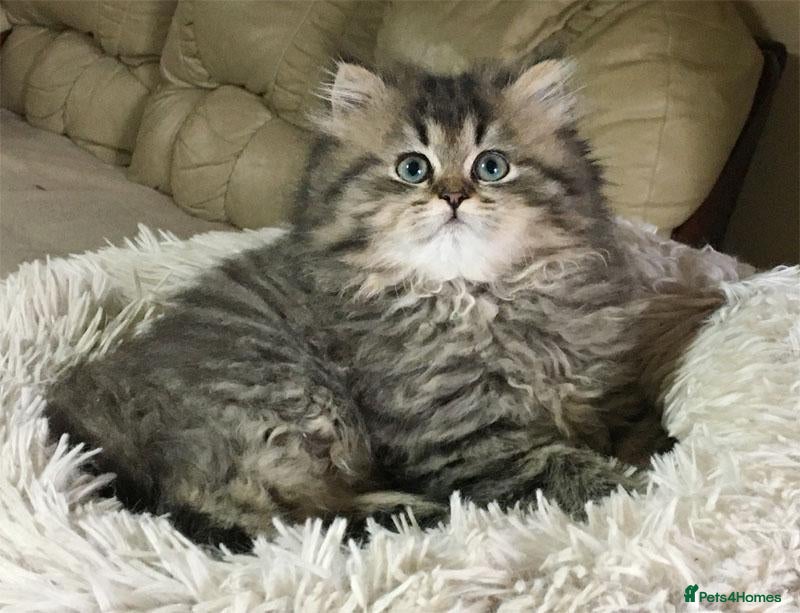 Persian cats Lovely persian kittens - Advert 8