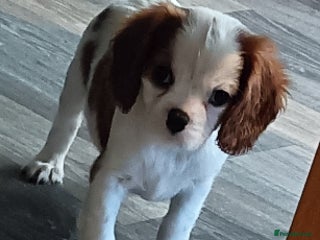 Cavalier King Charles Spaniel dogs Cavalier king charles Pedigree reg health tested - Advert 16