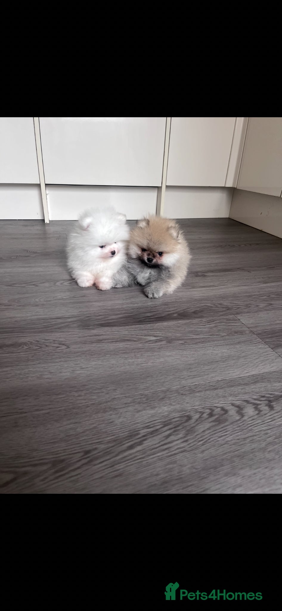 Pomeranian dogs 💙Teddy Face🐻Super Quality  - Advert 2