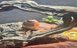 Bearded Dragon reptiles for sale: Bearded dragon  - Image 4