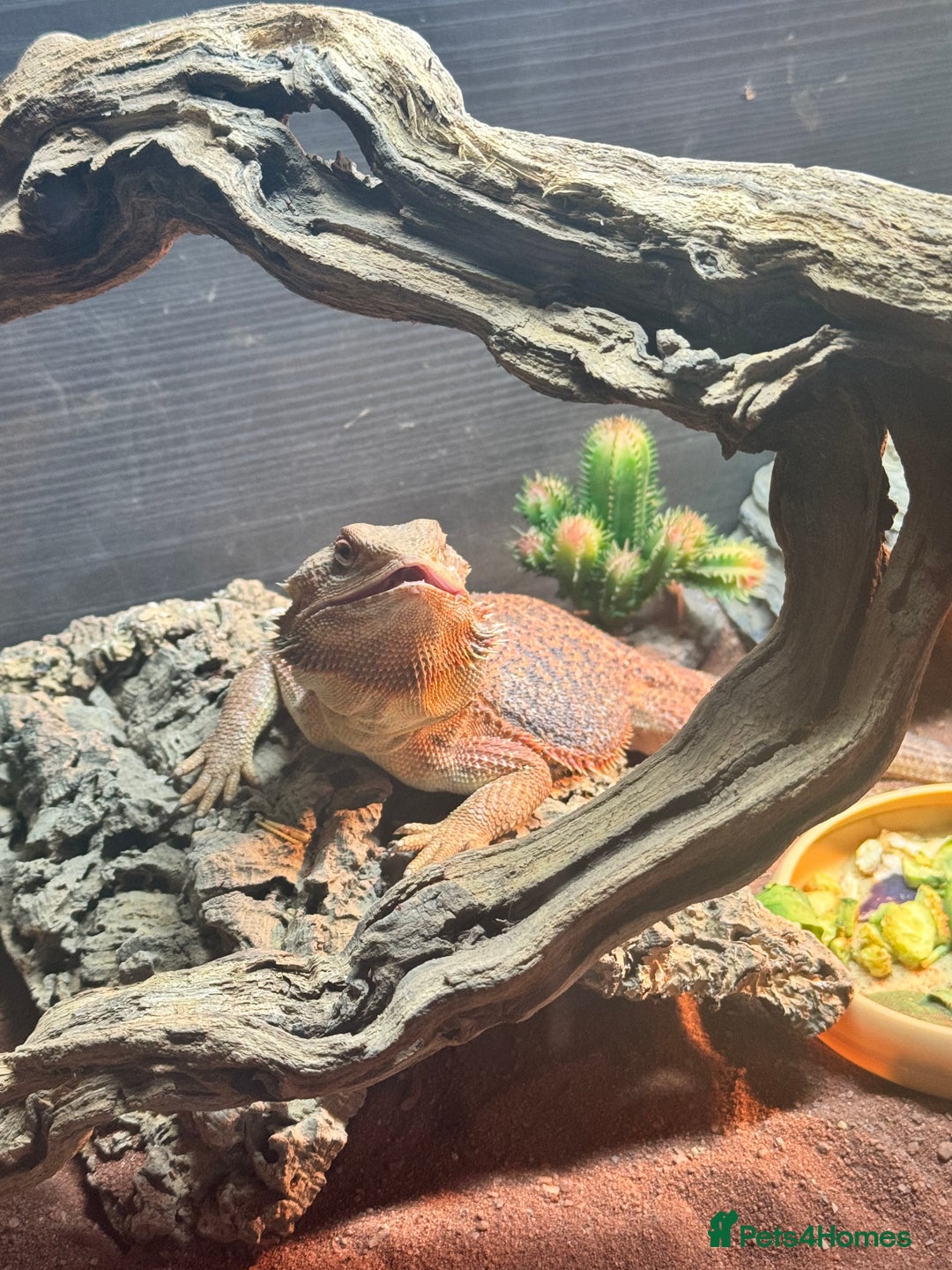 Bearded Dragon reptiles for sale: Bearded dragon  - Image 4