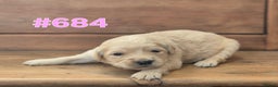 Golden Retriever dogs for sale: KC Registered Golden Retrievers - Advert 12