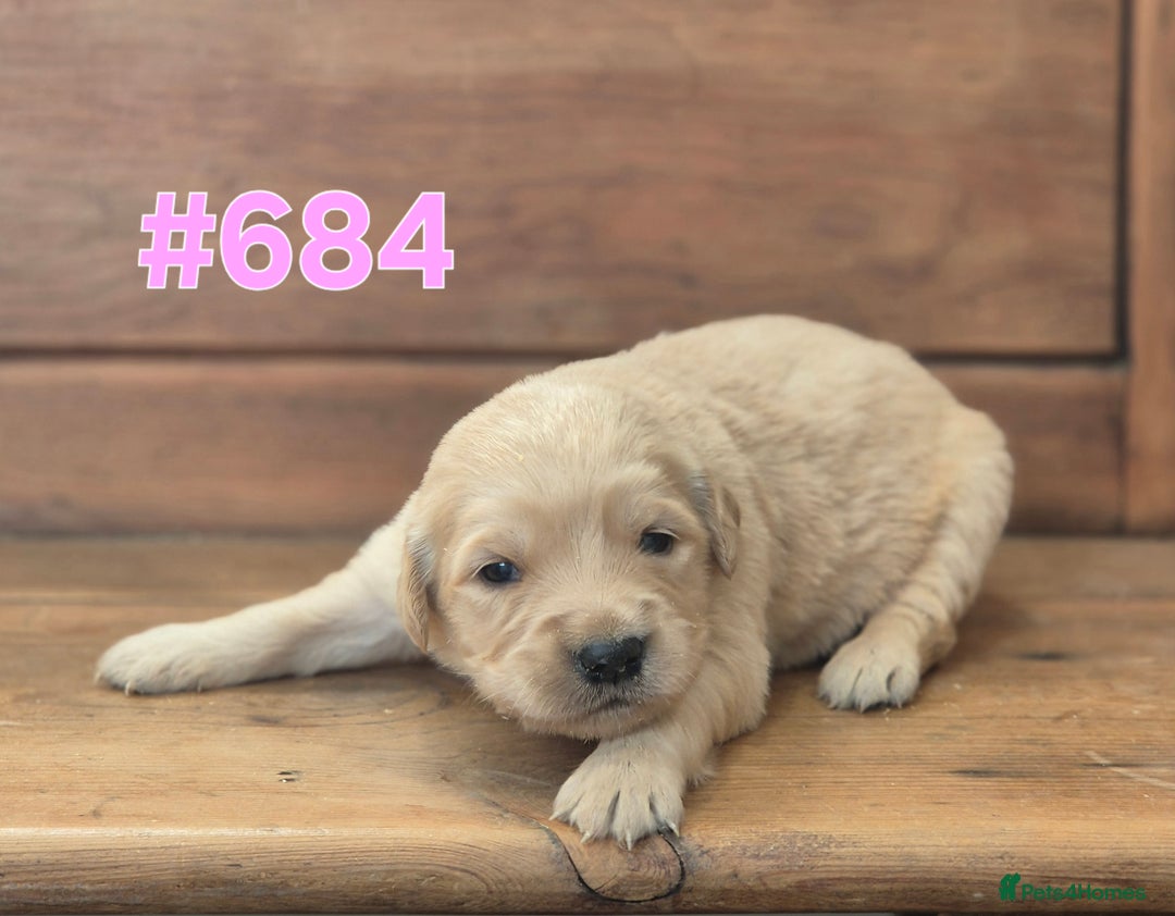 Golden Retriever dogs for sale: KC Registered Golden Retrievers - Advert 12