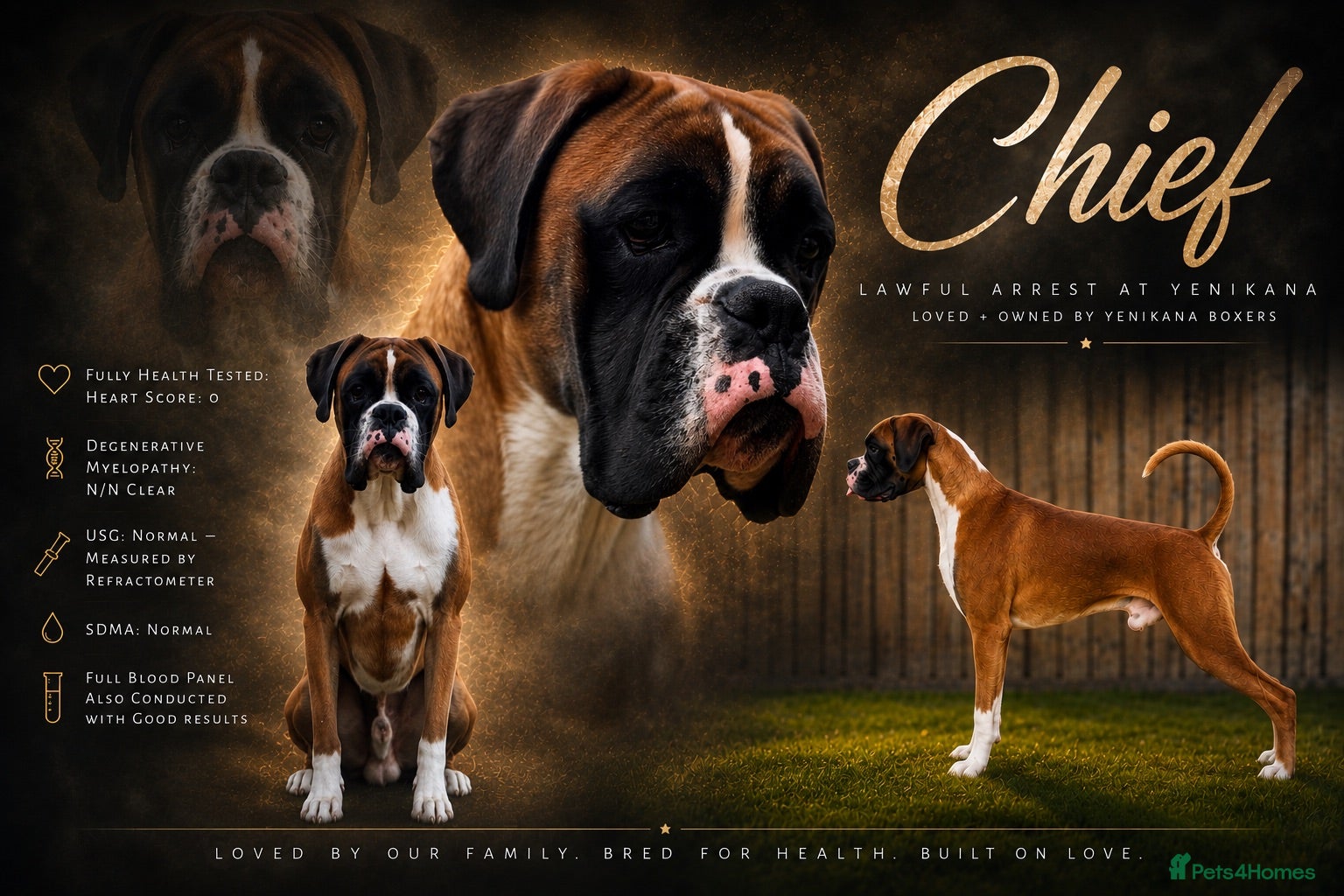 Boxer dogs Red & White Flashy Male For Stud - Advert 1