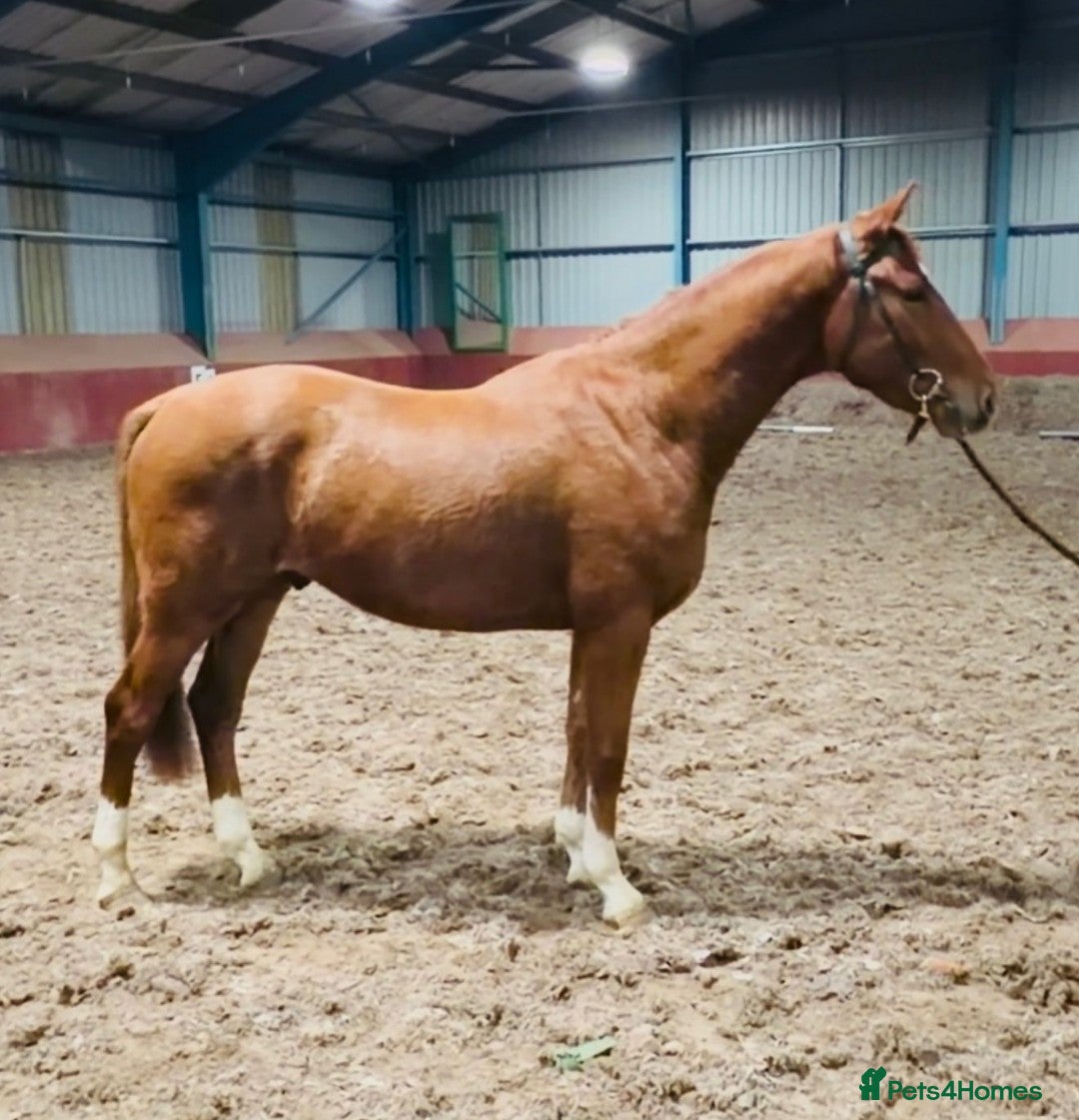 British Warmblood horses Quality Rising 3-Year-Old Gelding – 15.2hh - Advert 2