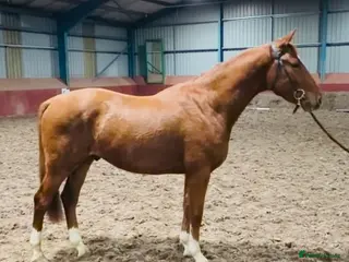 British Warmblood horses Quality Rising 3-Year-Old Gelding – 15.2hh - Advert 2