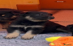 German Shepherd dogs for sale: GSD Puppies, straight back  - Image 5