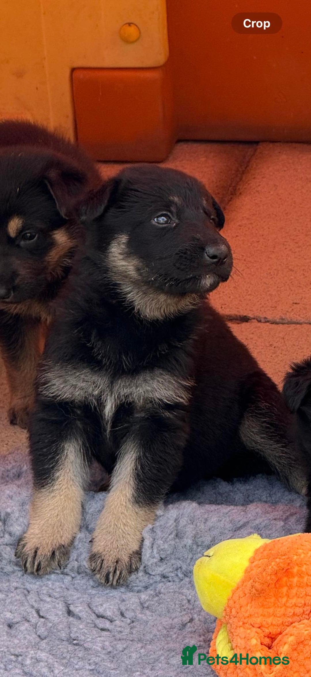 German Shepherd dogs for sale: GSD Puppies, straight back  - Image 5