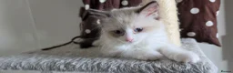 Ragdoll cats for sale: Ragdoll kittens 💉🩺 vaccinated & microchipped - Advert 19
