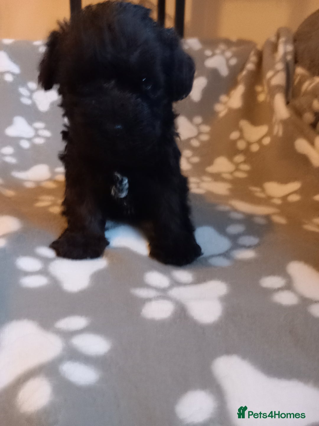 Mixed Breed dogs for sale: TOY SHNOODLES READY 21 DEC - Advert 28