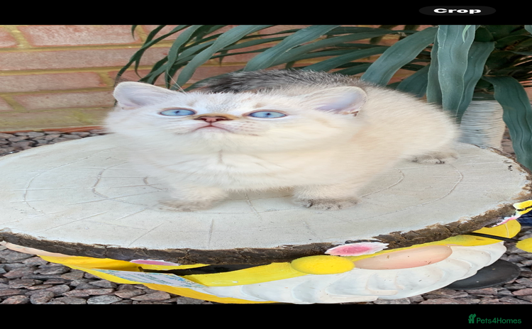 British Shorthair cats - Advert 3